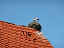 Stork