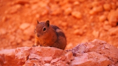 Bryce Canyon National ParkCAMERA