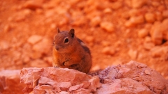 Bryce Canyon National Park