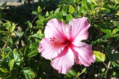 photoworld24-Hibiskus-2