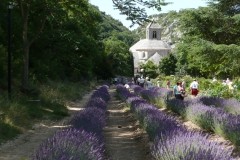 Frankreich-Provence-Senanque-Heideker-Reisen-HWeber