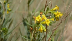 USA-Bryce-Canyon-Navajo-Loop-gelbe-Blumen-Heideker-Reisen-AVH-1