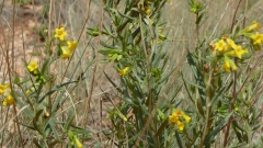 USA-Bryce-Canyon-Navajo-Loop-gelbe-Blumen-Heideker-Reisen-AVH-2