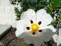 photoworld24-Cistrose