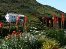 photoworld24-Cornwall-Vegetation in Boscastle