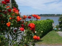 photoworld24-Frankreich-Bretagne-Blumen