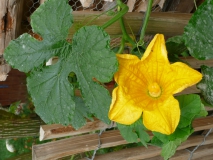 photoworld24-Frankreich-Mömpelgard-gelbe-Blume