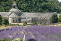 photoworld24-Frankreich-Provence-Lavendelfeld