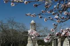 photoworld24-Frankreich-Provence-Mandelblüte