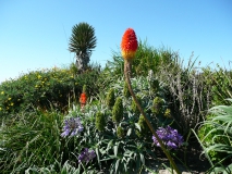 photoworld24-Grossbritannien-Cornwall-Blumen
