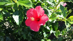 photoworld24-Hibiskus-1