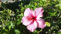 photoworld24-Hibiskus-2