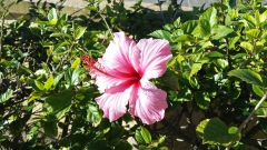 photoworld24-Hibiskus-3