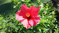 photoworld24-Hibiskus