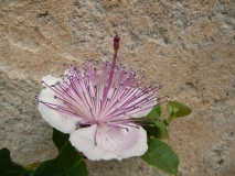 photoworld24-Italien-Toskana-Blumen