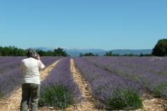 photoworld24-Lavendel
