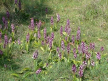 photoworld24-Lila-Blumen