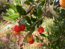 photoworld24-Lila-Litchibaum