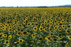 photoworld24-Sonnenblumen