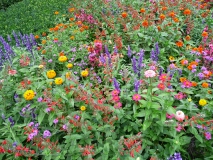 photoworld24-bunte-Blumen