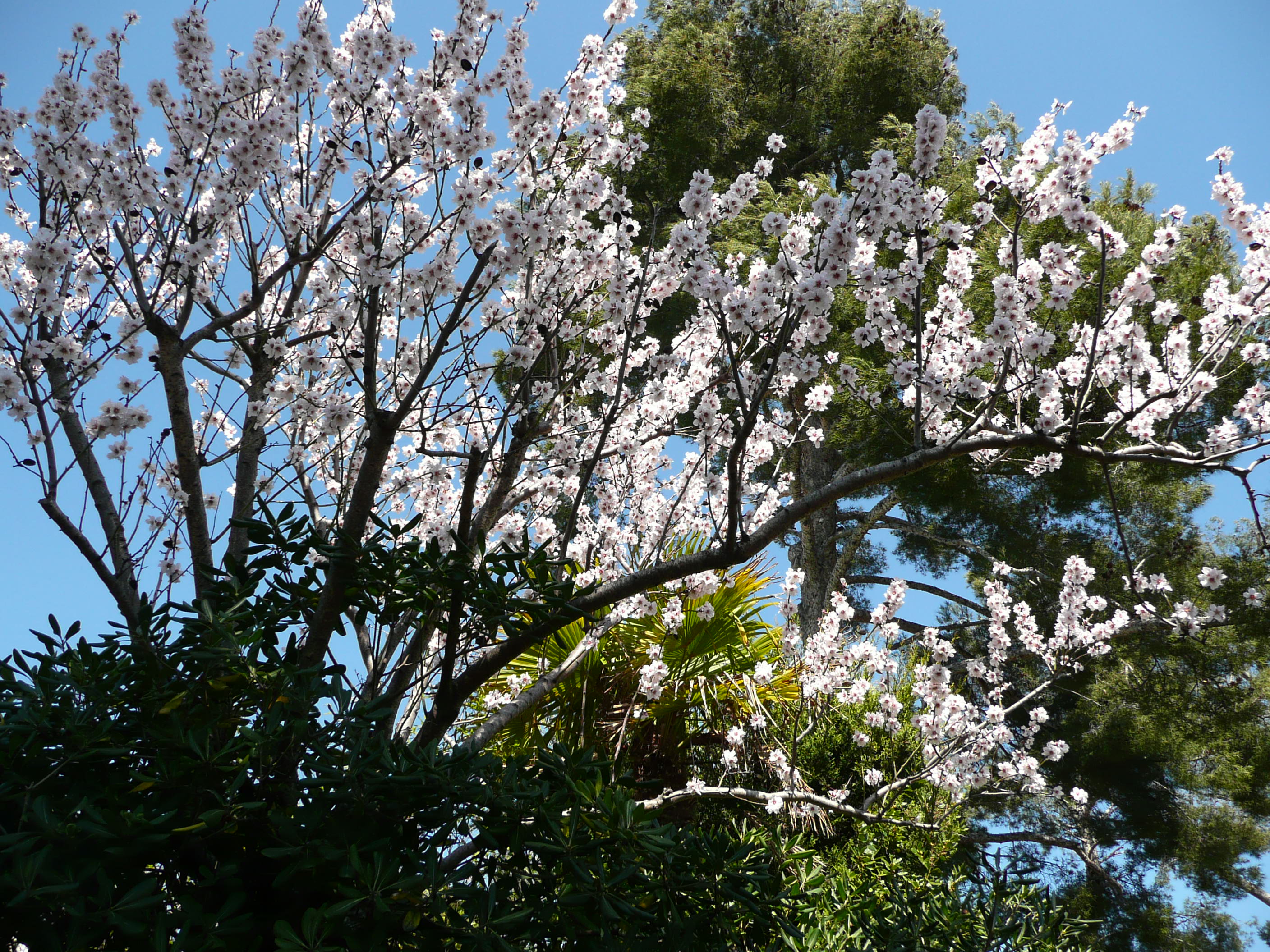 photoworld24-Frankreich-Provence-Mandelbluete