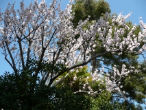 photoworld24-Frankreich-Provence-Mandelbluete