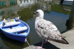 photoworld24-Grossbritannien-Cornwall-Moeve und Boot