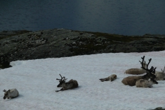 photoworld24-Norwegen-Rentiere