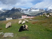 photoworld24-Schweiz-bei Zermatt-Schafe auf dem Berg