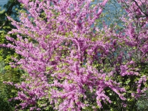 photoworld24-Bluetenbaum-1