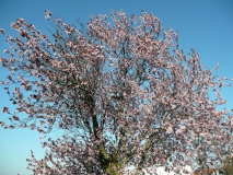 photoworld24-Bluetenbaum