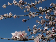 photoworld24-Mandelbluete