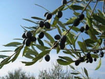 photoworld24-Olivenbaum