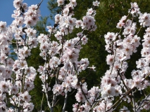 photoworld24-weisse-Blueten-1