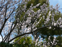 photoworld24-weisse-Blueten