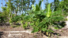 Cuba-Baracoa-Finca-Duaba