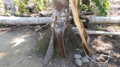 Cuba-Baracoa-Finca-Duaba