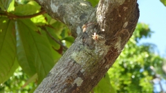 Cuba-Baracoa-Finca-Duaba