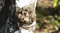 Cuba-Baracoa-Finca-Duaba