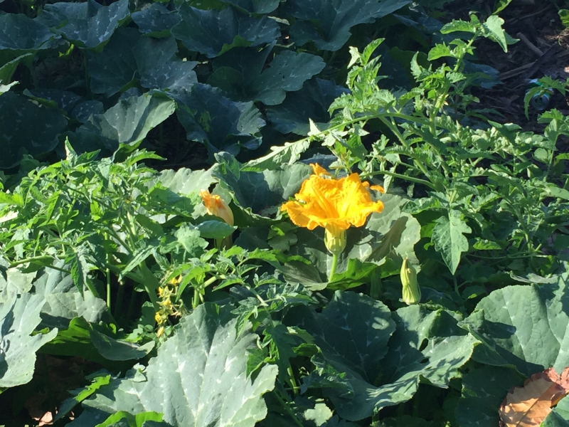 Cuba-Cuba-Baracoa-Rancho-Toa-photoworld24-Rancho-Toa-7419