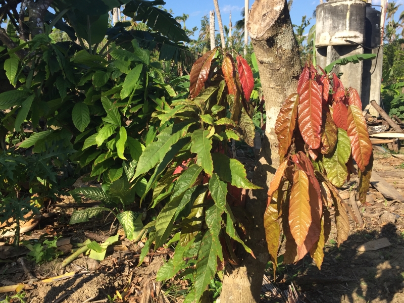 Cuba-Baracoa-Rancho-Toa