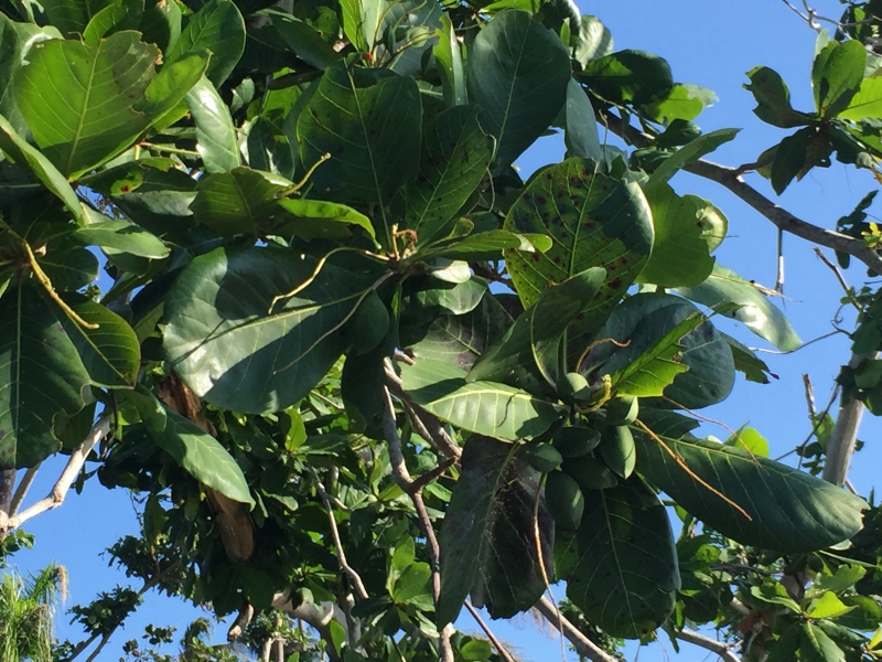 Cuba-Baracoa-Rancho-Toa