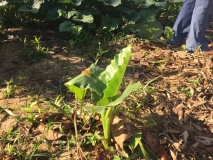 Cuba-Baracoa-Rancho-Toa