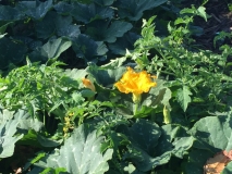 Cuba-Cuba-Baracoa-Rancho-Toa-photoworld24-Rancho-Toa-7419