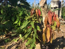 Cuba-Baracoa-Rancho-Toa