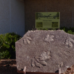Fossilien - Glen Canyon Dam
