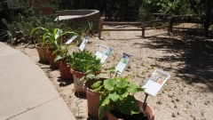 Montezuma Castle National Park
