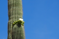 Saguaro Cactus