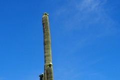 Saguaro Cactusworld24-6080527
