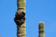 Saguaro Cactus